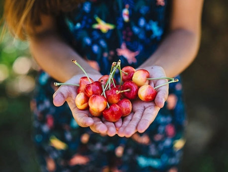 קטיף דובדבנים